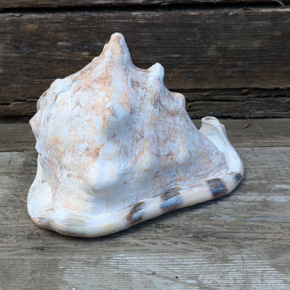 Large natural Horned King Helmet Conch Shell aquarium nautical bathroom decor